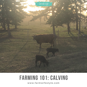 Farming 101: Calving